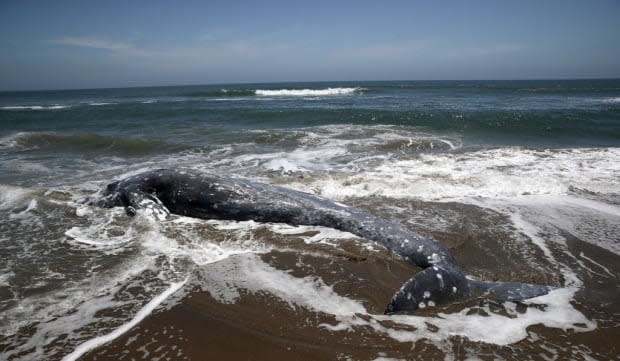 A dead grey whale lies on Limantour Beach in Point Reyes Station, California on May 23, 2019.