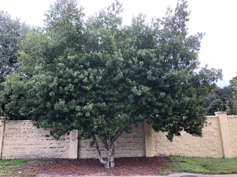 The Melbourne Garden Club will give away free wax myrtle seedlings to attendees of the Arbor Day celebration on Jan. 19.