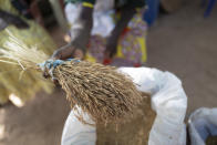 Mariama Sonko and other members of the "Nous Sommes la Solution" (We Are the Solution) movement take a census of the different varieties of rice grown in the Casamance village of Niaguis, Senegal, Wednesday, March 7, 2024. This quiet village in Senegal is the headquarters of a 115,000-strong rural women's rights movement in West Africa, We Are the Solution. Sonko, its president, is training female farmers from cultures where women are often excluded from ownership of the land they work so closely. (AP Photo/Sylvain Cherkaoui)