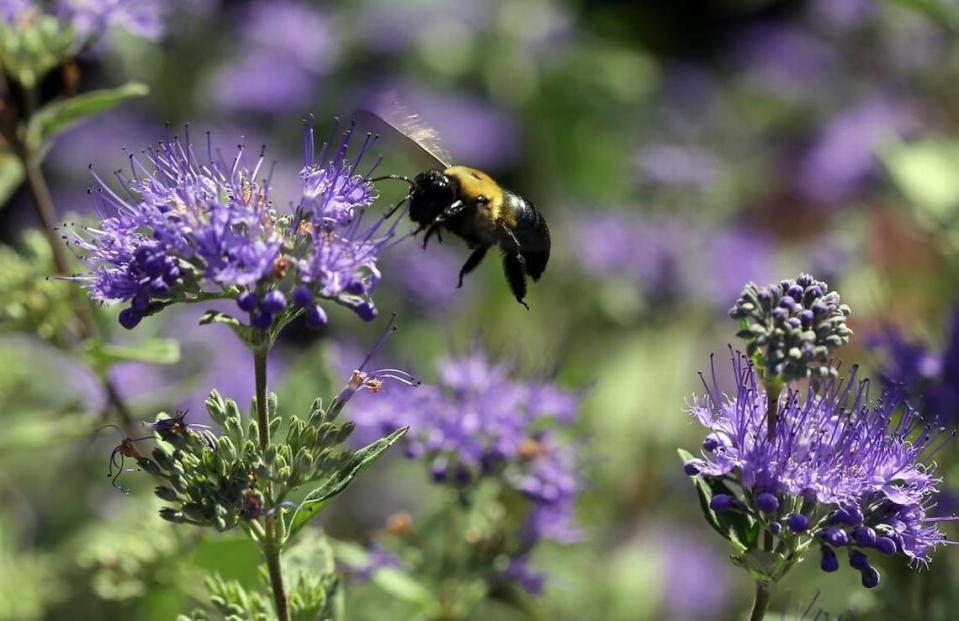 A carpenter bee buzzes around the garden at the Bayer North American Bee Care Center in Research Triangle Park, N.C., on Sept. 15, 2015.