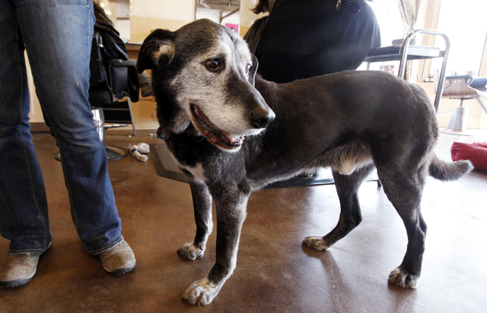 In this March 22, 2012 photo, Solomon, a Dalmatian-German shepherd mix estimated to be about 14 years old, appears at the shop where his owner, Lisa Black, cuts hair in Seattle. Black owns the Stardust Salon and Spa and Solomon goes to work with her every day to greet customers. “If they don't like him, it's not the place for them,” Black said. (AP Photo/Elaine Thompson)