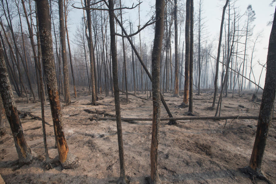 Trees charred by a wildfire continue to smolder along along Highway 63 on May 6, 2016 in Fort McMurray. (Photo by Scott Olson/Getty Images)