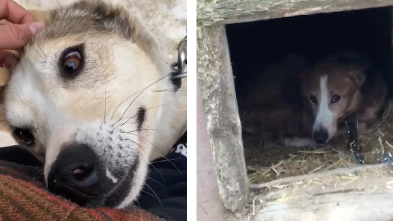 These screenshots from a video uploaded to Facebook on Jan. 28, 2018, show two dogs in Ontario living in what the uploader calls a “sickening environment.” Photos from Dylan Blake/Facebook.