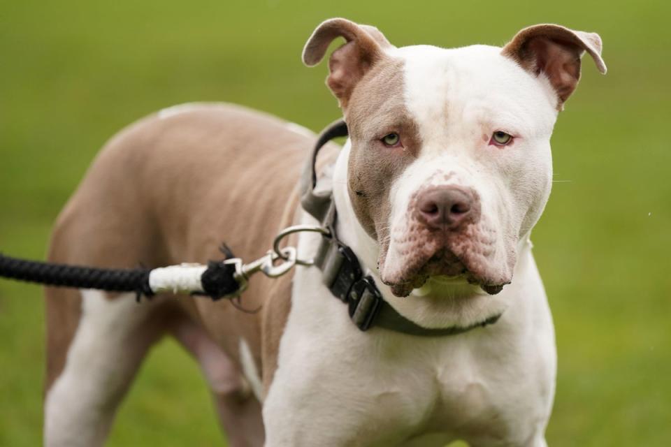 XL bully dogs will be banned from February following a series of attacks (Jacob King/PA) (PA Wire)