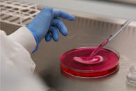 Dr Michelle Griffin, a plastic research fellow, demonstrates for photographs seeding stem cells onto a synthetic polymer ear at her research facility in the Royal Free Hospital in London, Monday, March 31, 2014. In a north London hospital, scientists are growing noses, ears and blood vessels in the laboratory in a bold attempt to make body parts using stem cells. It is among several labs around the world, including in the U.S., that are working on the futuristic idea of growing custom-made organs in the lab. While only a handful of patients have received the British lab-made organs so far— including tear ducts, blood vessels and windpipes — researchers hope they will soon be able to transplant more types of body parts into patients, including what would be the world's first nose made partly from stem cells. (AP Photo/Matt Dunham)