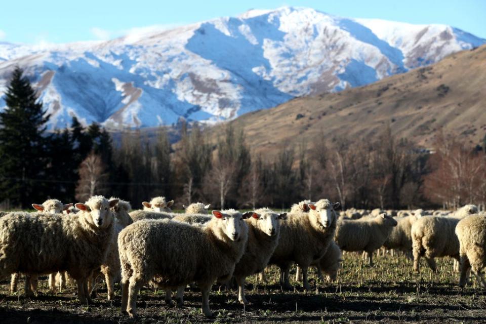 A group of sheep graze in the foreground as an impressive mountain range extends across the back of this New Zealand landscape.