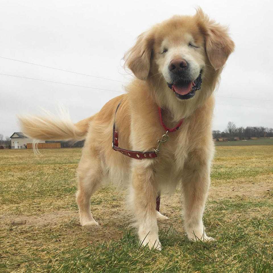 @smileyblindtherapydog