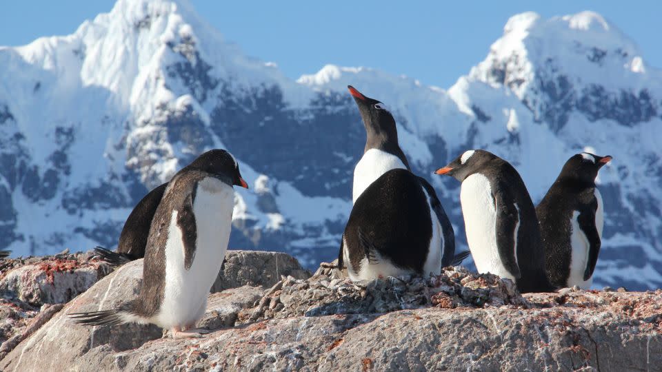 Counting penguins is one of the roles Port Lockroy staff have during their time in Antarctica. - UKAHT