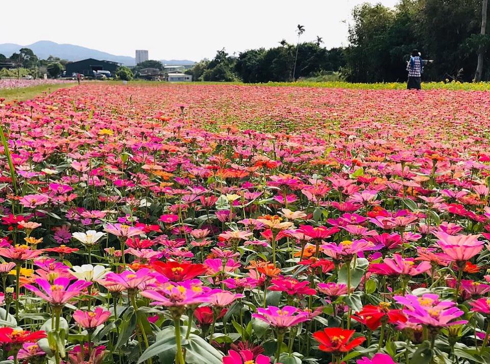 最新一波開花植物為白色波斯菊、大百日草、向日葵，目前開花程度為70%，   圖：翻攝自2019關渡花海官網