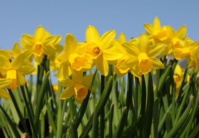 Photo Credit: Nicolette Wells/Moment/Getty Images Daffodils are associated with luck and unrequited love.