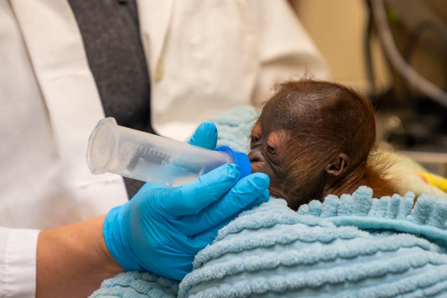Luna the orangutan gives birth via C-Section (Busch Gardens Tampa Bay)