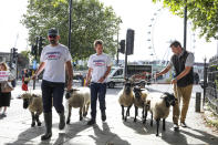 Demonstrators walk a flock of sheep through the streets as part of a protest against Brexit, in central London, Thursday, Aug. 15, 2019. Protestors are walking sheep past government buildings as part of 'Farmers for a People's Vote' to highlight the risk Brexit presents to livestock. (AP Photo/Vudi Xhymshiti)