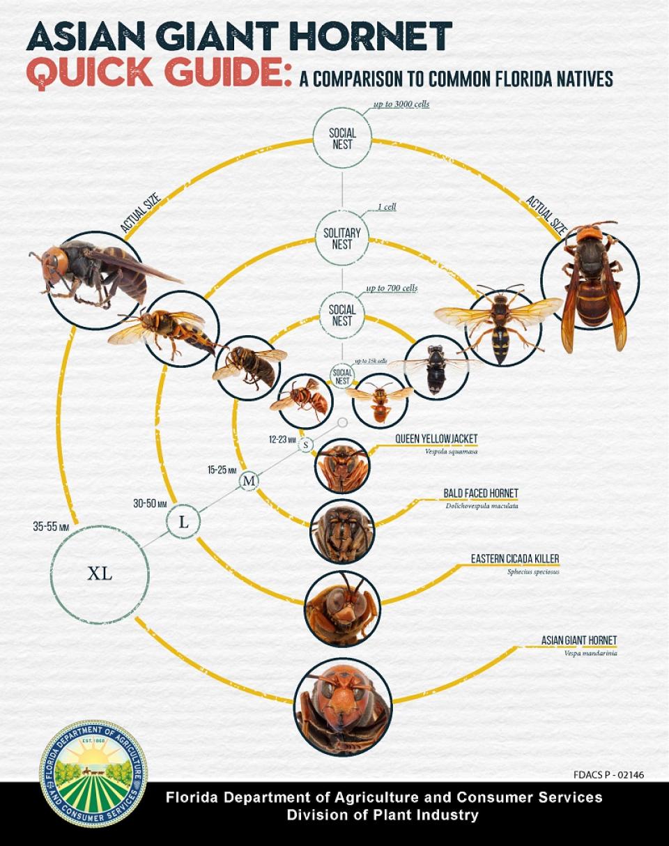 Yellow-legged hornets show up in US. 9 things you should know as ...