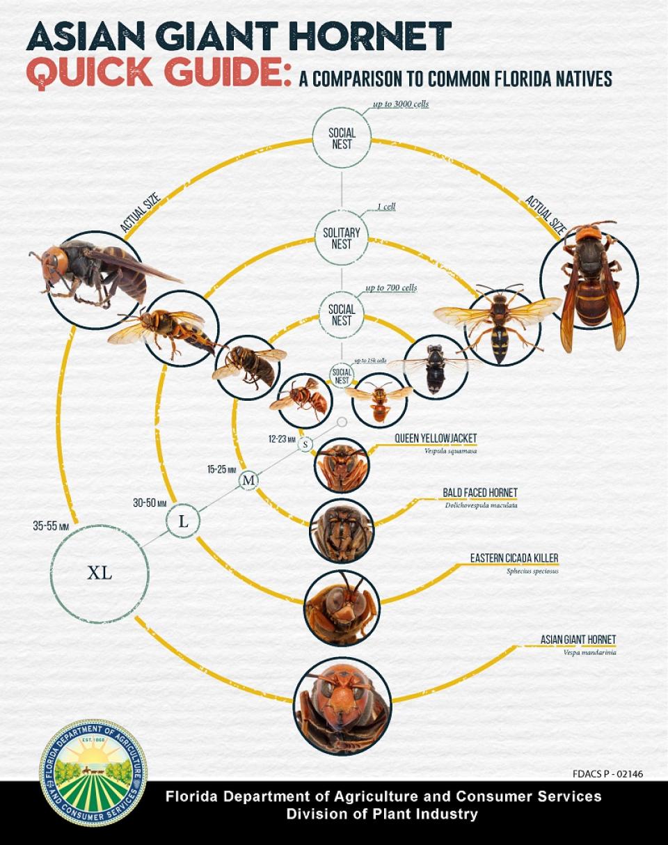 Nest made by the yellow-legged hornet.