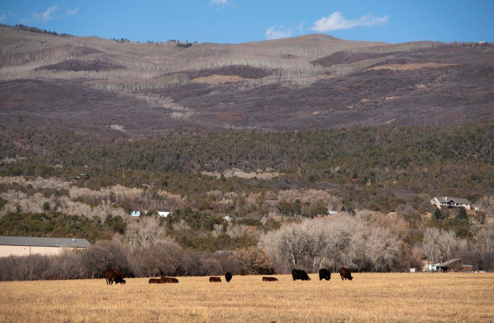 Cattle graze near Cedaredge below Grand Mesa National Forest in November 2020.