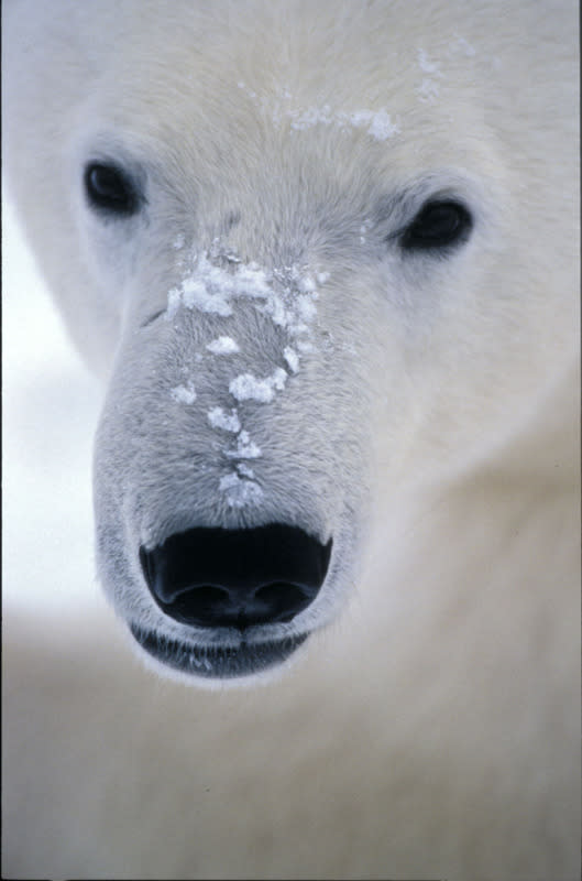 Of all of the wildlife in the Arctic, the polar bear is the most fitting icon for this region. Its amazing adaptation to life in the harsh Arctic environment makes it an impressive species. © Fritz Pˆlking / WWF