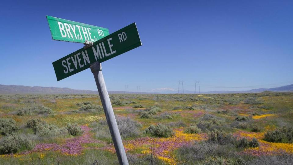 Gold and purple wildflowers bloom at the corner of Seven Mile Road and Brythe Road in California Valley on April 3, 2024. David Middlecamp/dmiddlecamp@thetribunenews.com