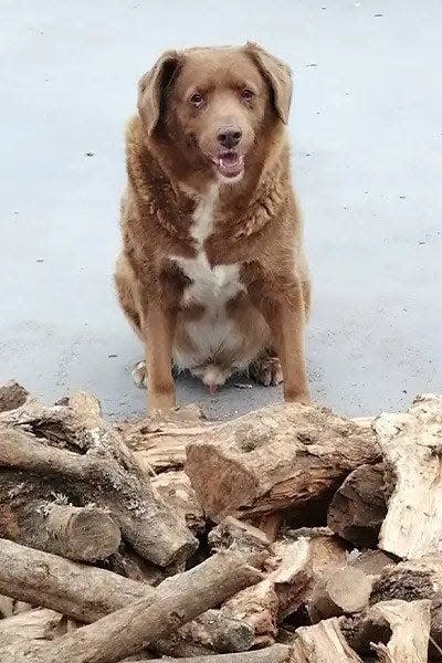 Bobi is a purebred Rafeiro do Alentejo, a breed of livestock guardian dog with an average life expectancy of 12-14 years,