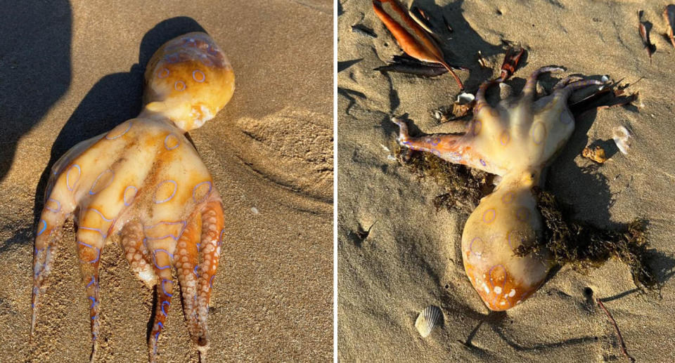 Unnamed blue ringed octopus on Darwin beach. 