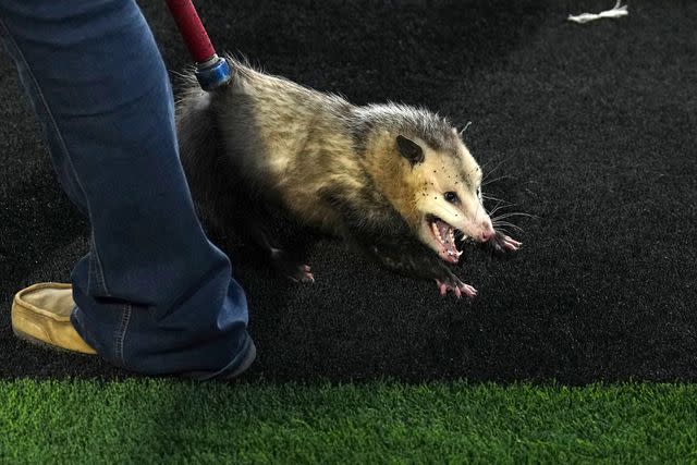 <p>Josh Hedges/Getty</p> An opossum is removed from the field during the game between the TCU Horned Frogs and the Texas Tech Red Raiders at Jones AT&T Stadium on Nov. 2, 2023 in Lubbock, Texas