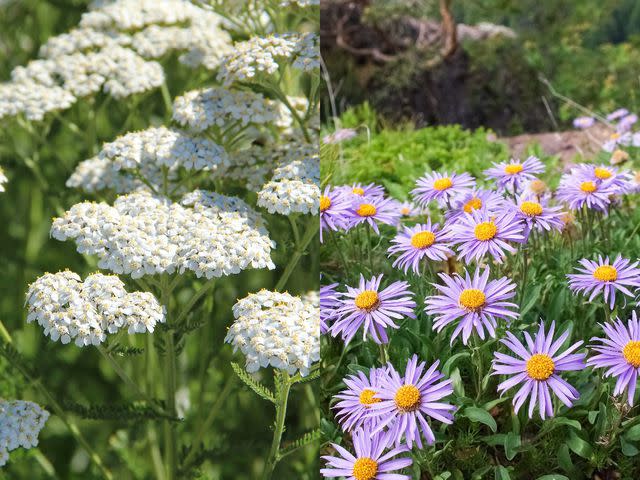 <p>fotolinchen/Getty images (left); Mor65/Getty Images (right)</p>