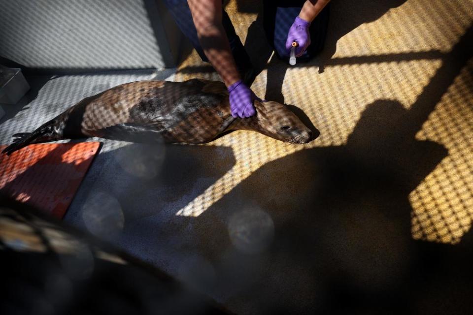 A sea lion suffering from a blood infection in Sausalito, California. Sea lions in California are facing a surge in cancer cases that are potentially linked to thousands of barrels of DDT that were dumped in the Pacific Ocean decades ago.