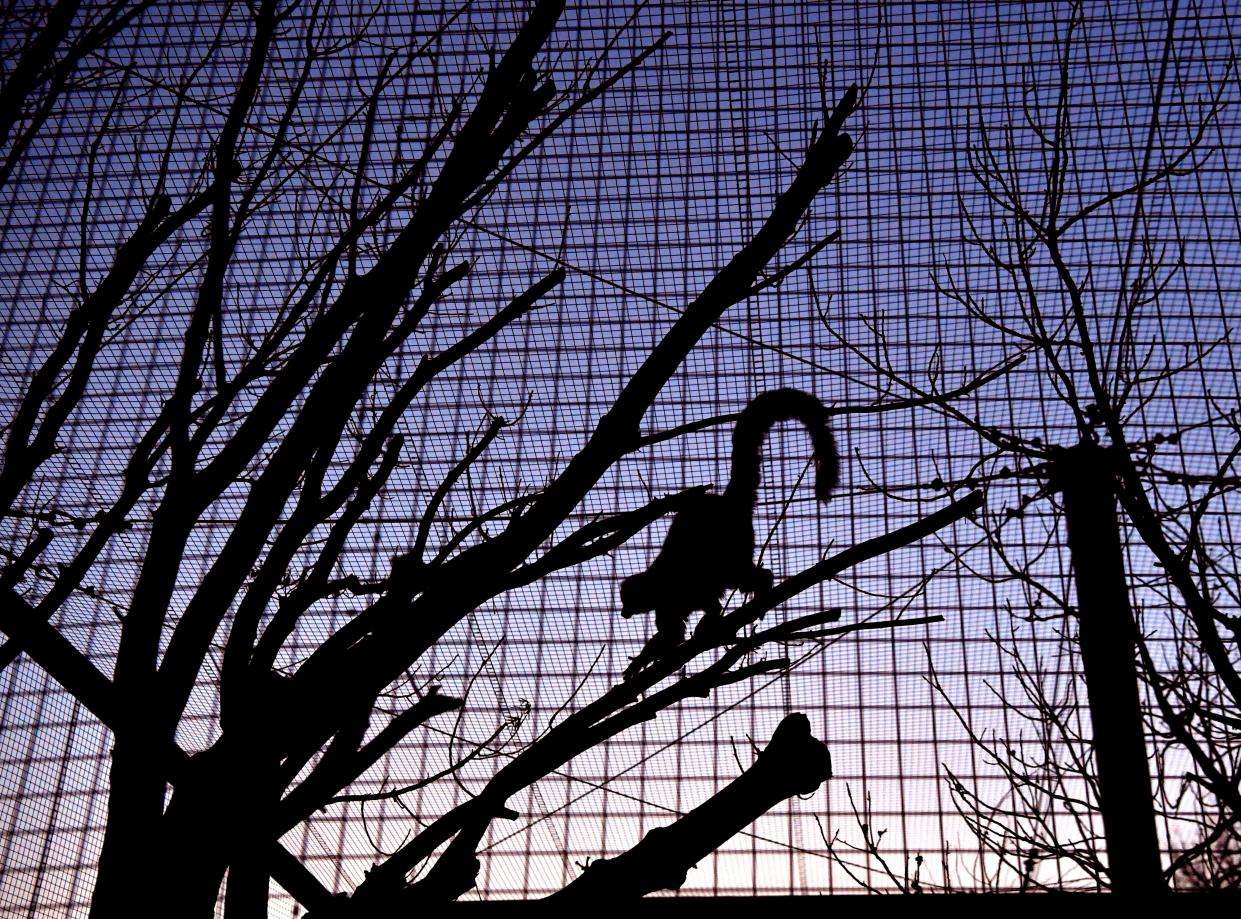 A ring-tailed lemur is silhouetted against the evening sky in the Journey to Madagascar exhibit at the Abilene Zoo in 2021. The zoo is seeking approval of a $15 million bond on Nov. 7 to for the first part of an expansion that could eventually see it double in size.