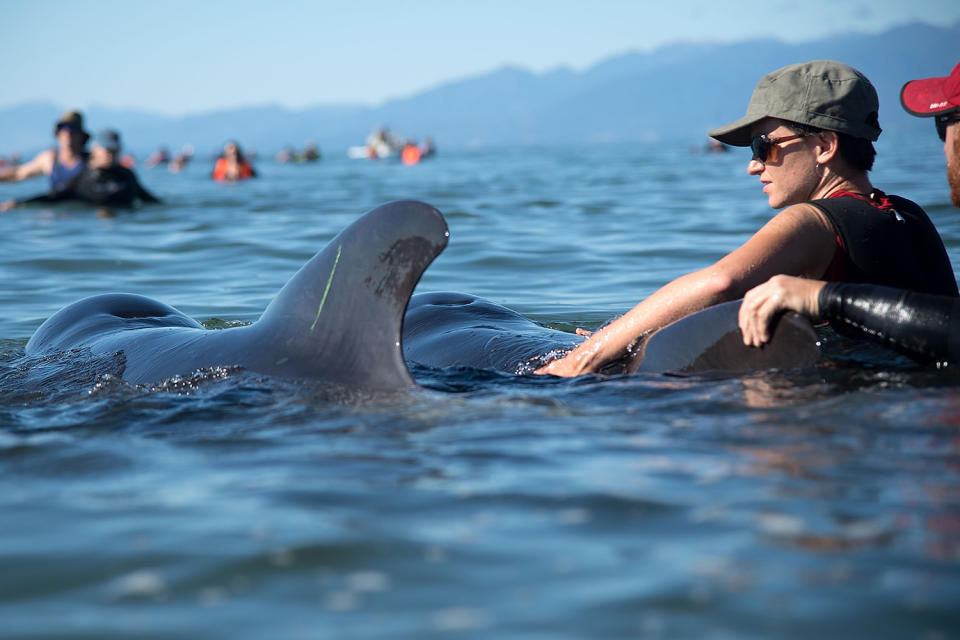 New Zealand whale stranding