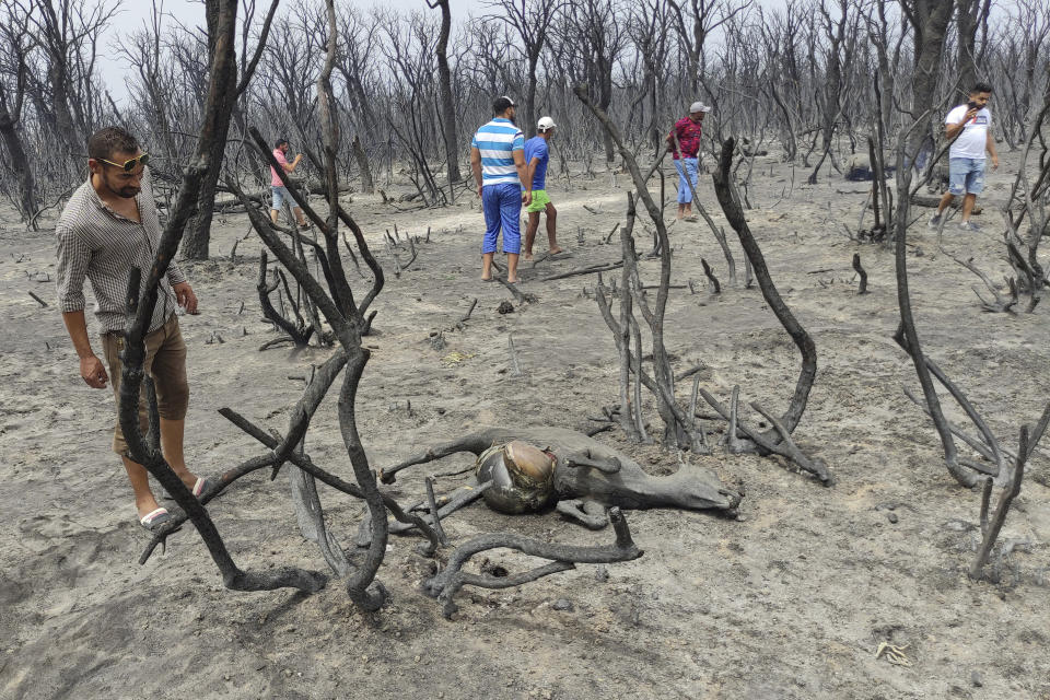 Residents watch the caarcass of a dead animal in El Kala, in the El Tarf region, near the northern Algerian-Tunisian border, Thursday, Aug.18, 2022. Wildfires raging in the forests of eastern Algeria have killed at least 26 people, according to a "provisional report" by the north African country's interior minister. (AP Photo/Mohamed Ali)