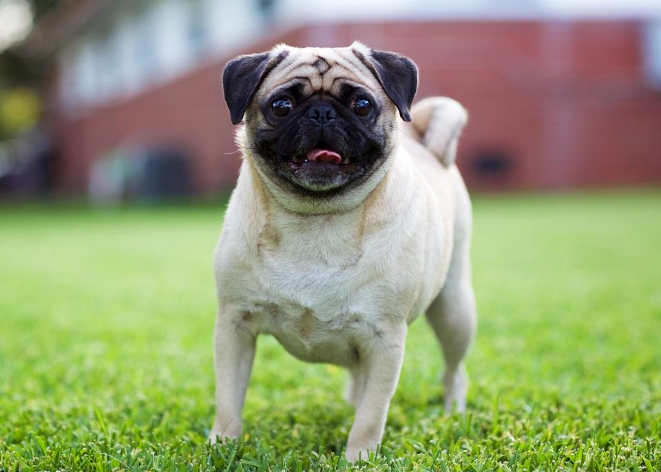 Pug dog on grass