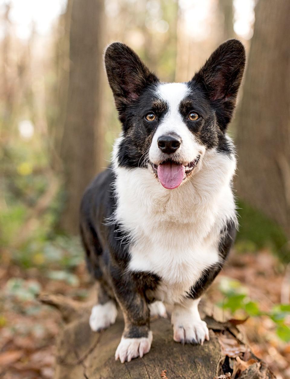 black and white cardigan welsh corgi standing outside on a tree stump