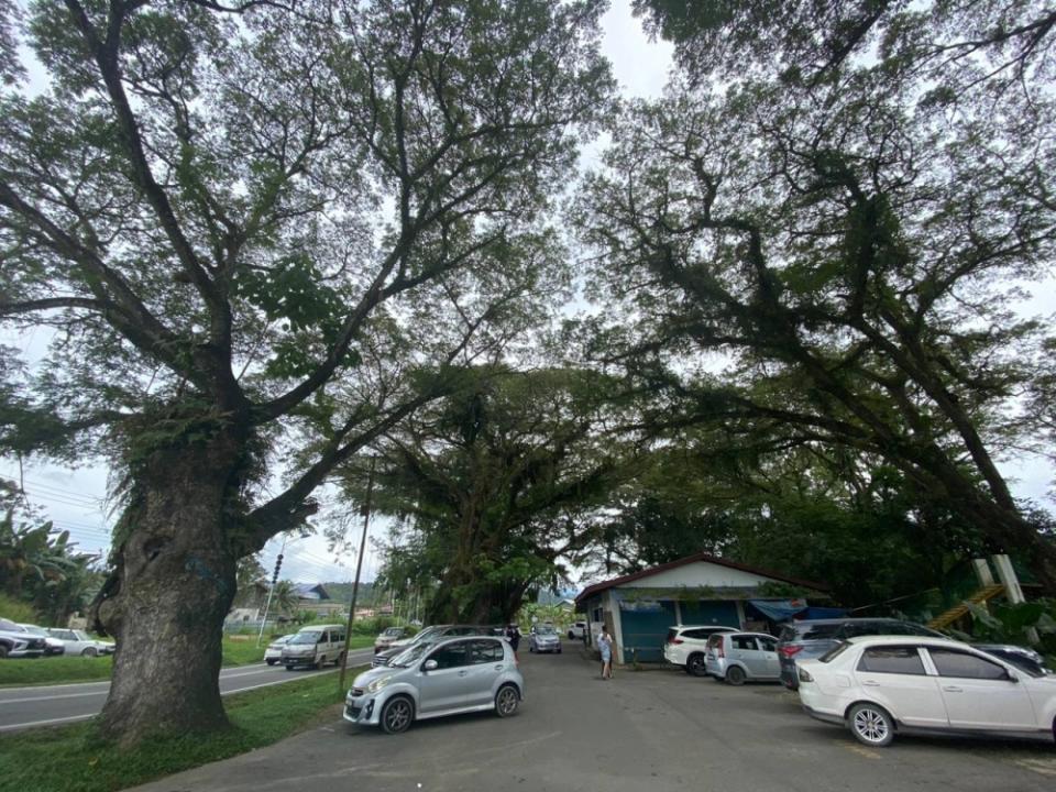 Locals believe that the tall, wide-canopied rain trees are tied to the area’s rich history and the stretch of riverside road should be preserved as a heritage area. — Picture courtesy of Eric Ye