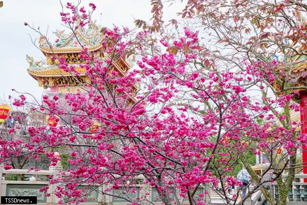 竹林山觀音寺櫻花盛開中。（圖：新北市景觀處提供）