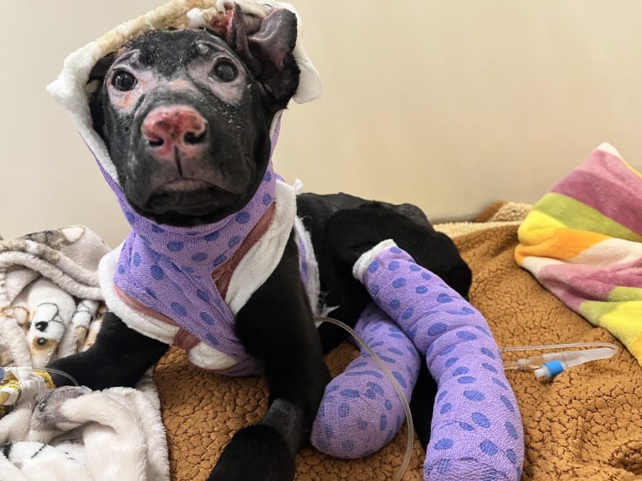 San Bernardino severly burned puppy 