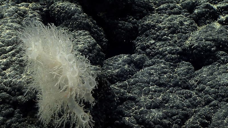 New Black Coral species discovery