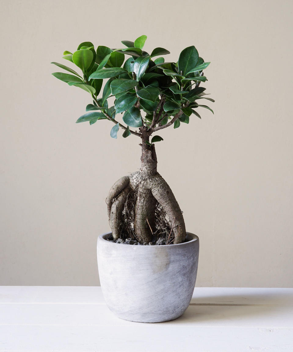 5. Ginseng Bonsai Tree