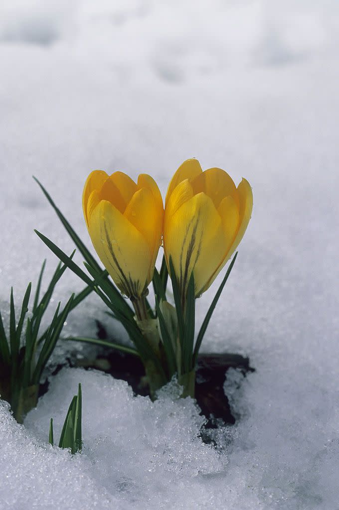 4) Crocus