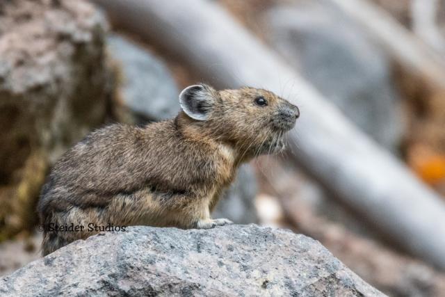 Cascades Pika Watch