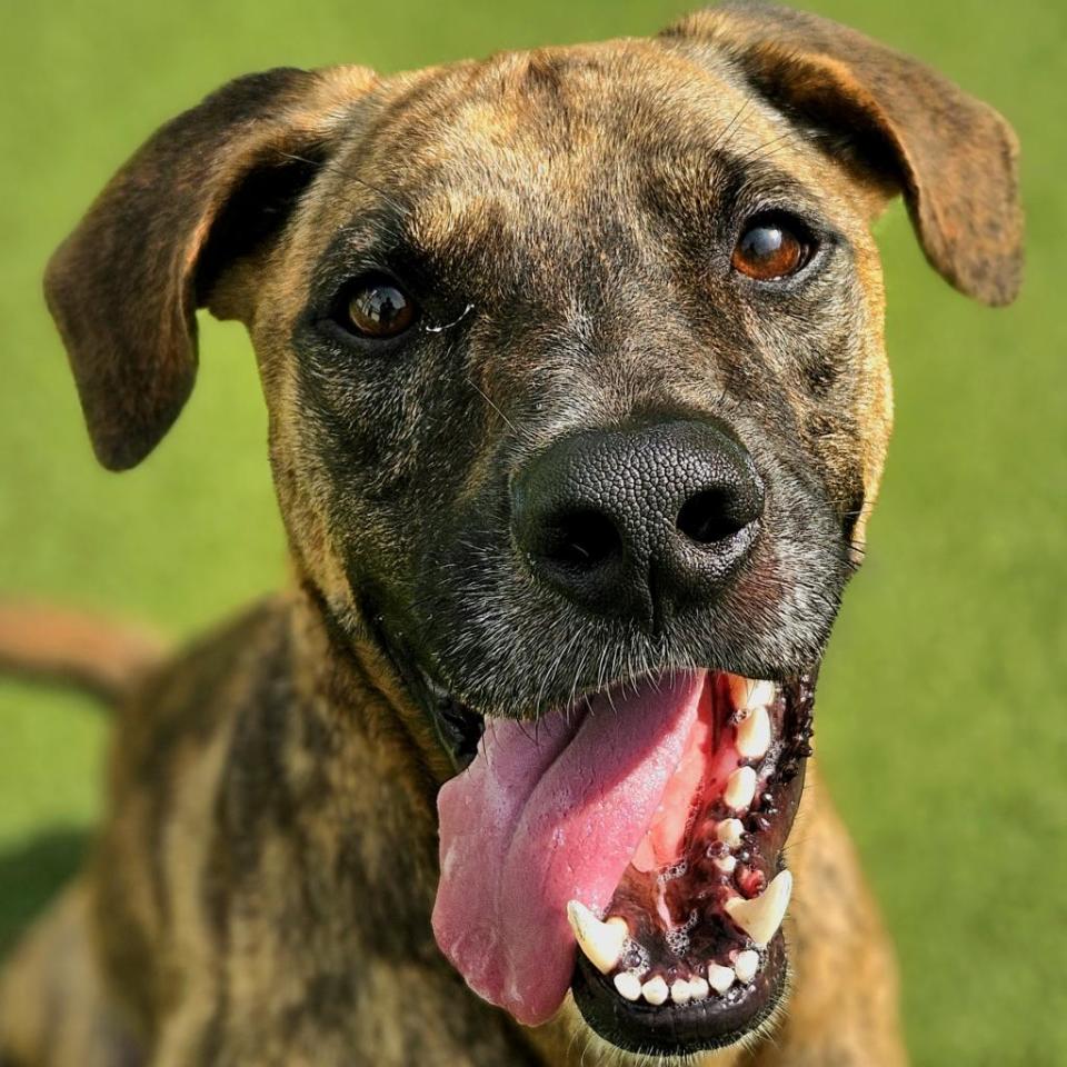Crackle is a 2-year-old black Labrador retriever and hound mix with a friendly demeanor and a heart full of love. His striking coat is a brindle design featuring black and brown hues. This smart boy is food motivated and he gets along great with other dogs.