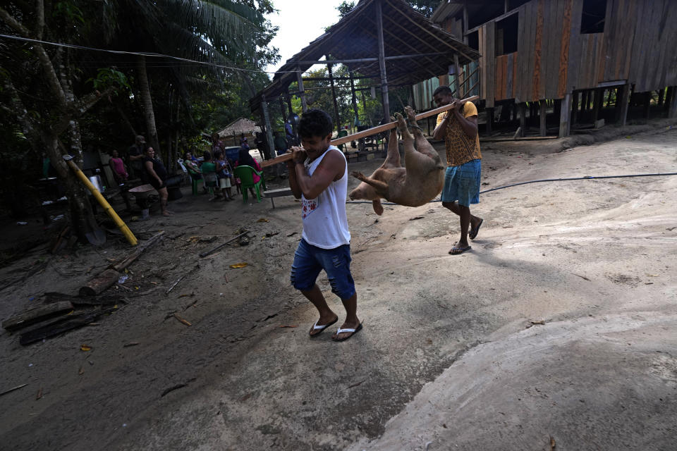 Indigenous Tembe men carry a pig for slaughter to the kitchen area of a house, in the Tenetehar Wa Tembe village in the Alto Rio Guama Indigenous territory, in Paragominas municipality, in Para state, Brazil, Sunday, June 11, 2023. (AP Photo/Eraldo Peres)