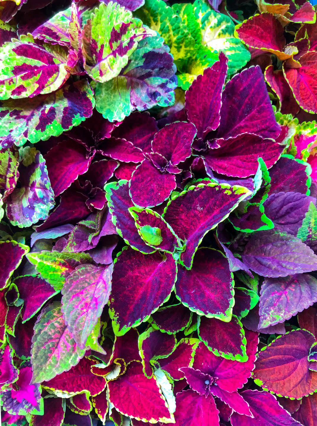 coleus seedlings