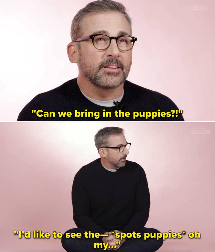 Steve saying, "Can we bring in the puppies" and then being shocked at how cute they are