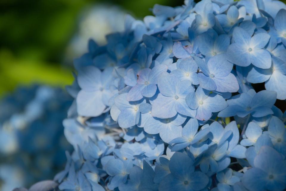 light blue hydrangea in the sunlight