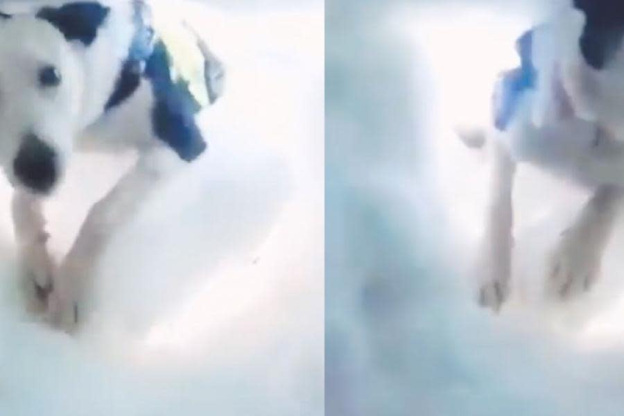 VIDEO: Hombre atrapado en la nieve graba el momento en que es rescatado por un perrito