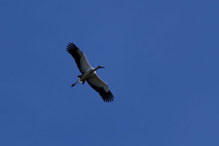 Las cigüeñas americanas son una de las casi 200 especies de aves que se pueden ver en el Parque Nacional Islas de Santa Fe
