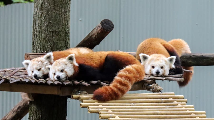 Red panda triplets Rose, Ruby and Willow. (courtesy John Ball Zoo)