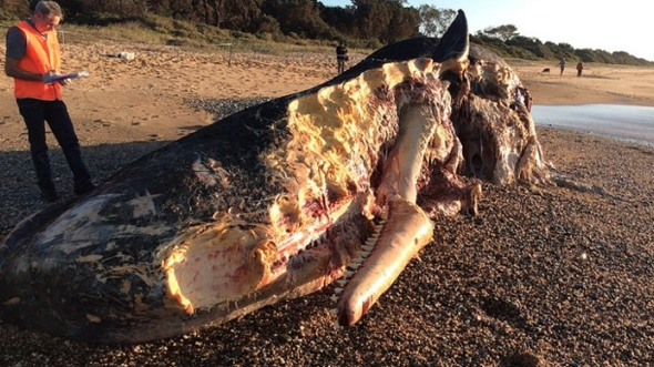 Huge sharks filmed in sperm whale carcass feeding frenzy