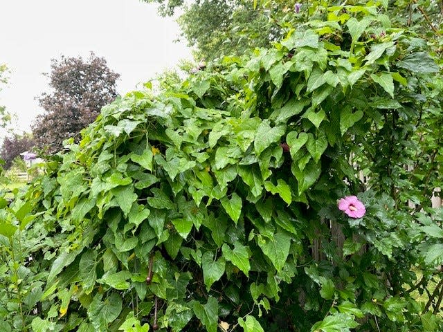 The native honeyvine milkweed, left very long to its own devices, can easily overtake almost anything in your yard. But it has some usefulness to native insects.