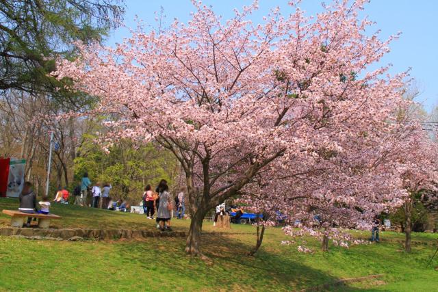 北海道札幌 5月也能賞櫻 跟著內行人的私房路線追櫻去