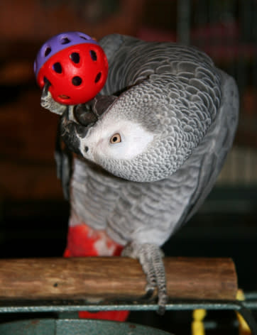 African Grey Parrot